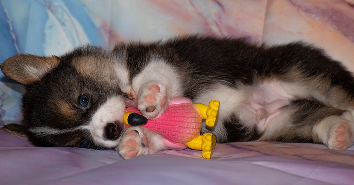 I due cuccioli di Corgi si litigano teneramente un giocattolo (video)