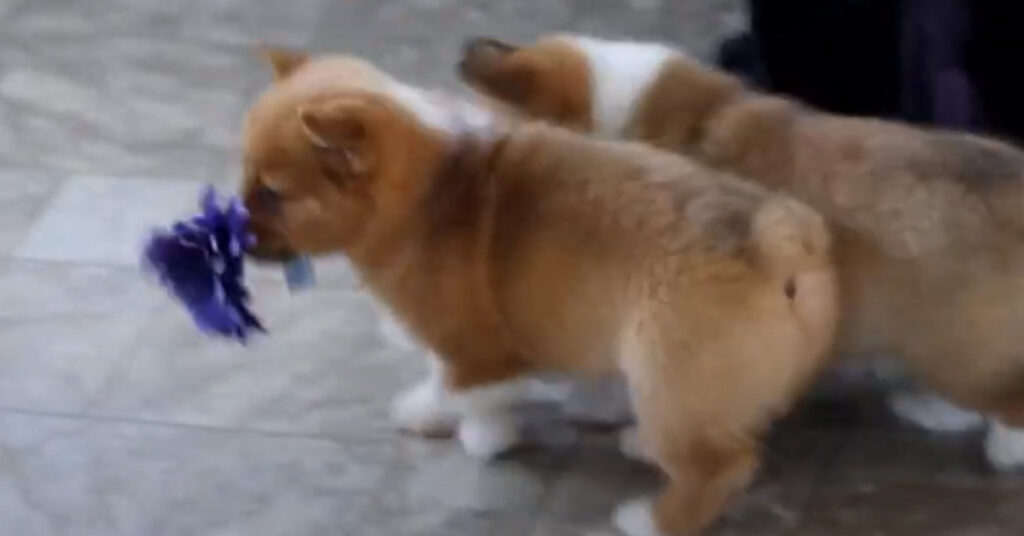 Due cuccioli di Corgi che giocano