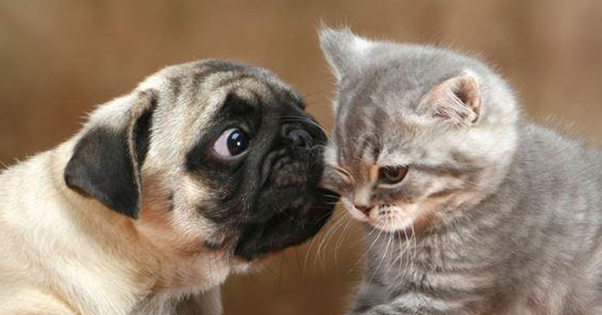 Il Carlino e il gattino sono inseparabili e la loro amicizia conquista il web (video)