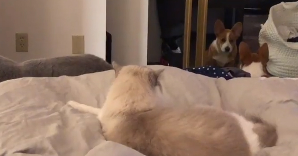 Il Corgi litiga con il suo riflesso allo specchio mentre il gattino lo guarda perplesso (video)