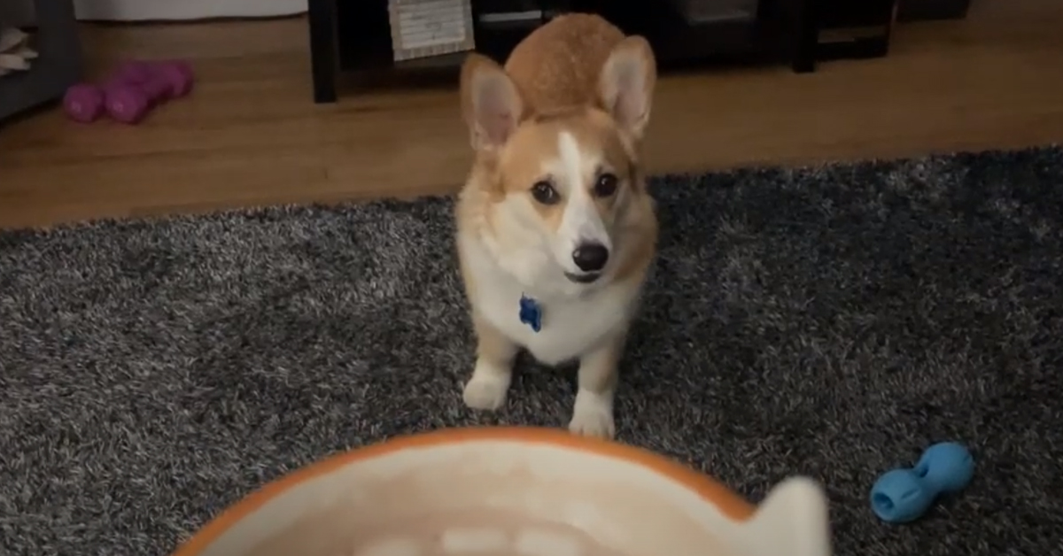 Il Corgi non si fida del contenuto della tazza del padrone e la sua reazione diventa virale (video)