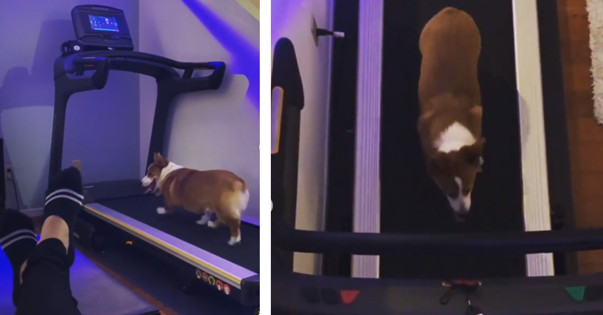 Il Corgi si allena correndo sul tapis roulant (video)