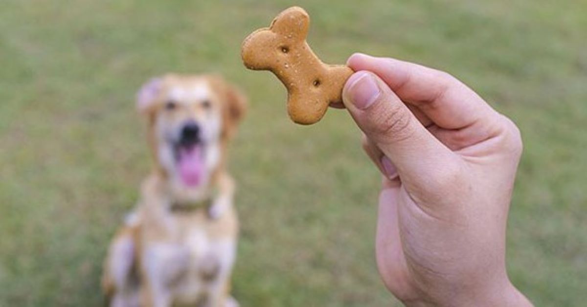 ricompensa al cagnolino impaurito