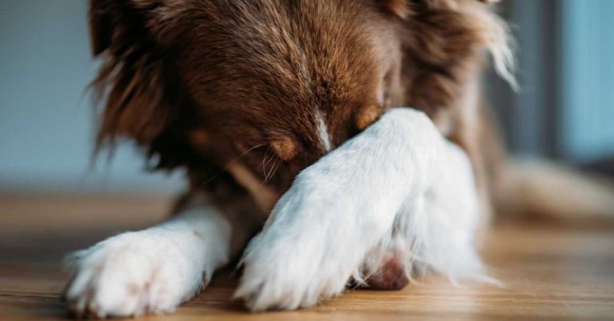 Il Cucciolo di cane ha paura di te? Ecco quali sono i  motivi e come rimediare