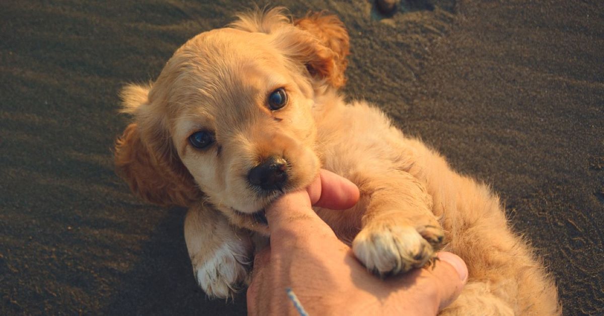 il cucciolo di cane ha paura di te 