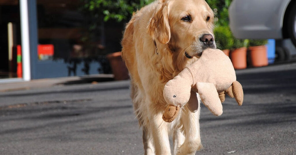 Golden Retriever con un peluche in bocca