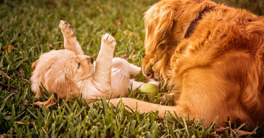 Golden Retriever che gioca con un cucciolo