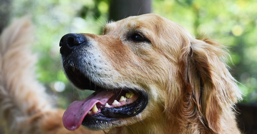 Golden Retriever felice