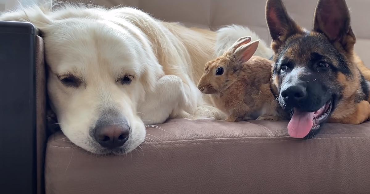 Il Golden Retriever e il cucciolo di Pastore Tedesco incontrano per la prima volta un coniglietto (video)