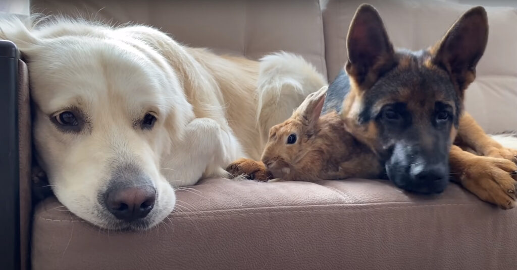 Golden Retriever e Pastore Tedesco con un coniglietto