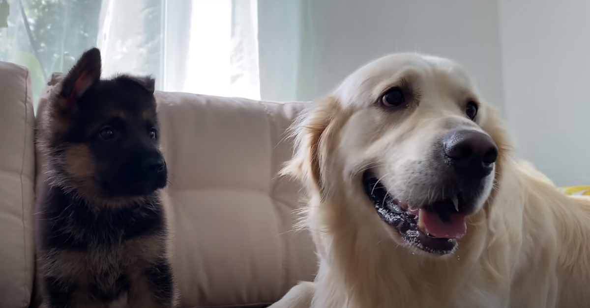Il Golden Retriever incontra per la prima volta un cucciolo di Pastore Tedesco (video)