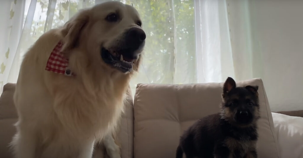 Golden Retriever con un cucciolo di Pastore Tedesco