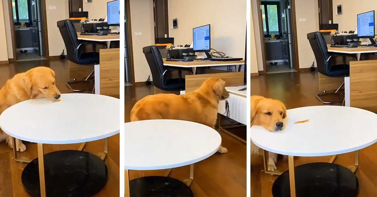 Il Golden Retriever inganna il proprietario facendogli credere di non aver mangiato (video)