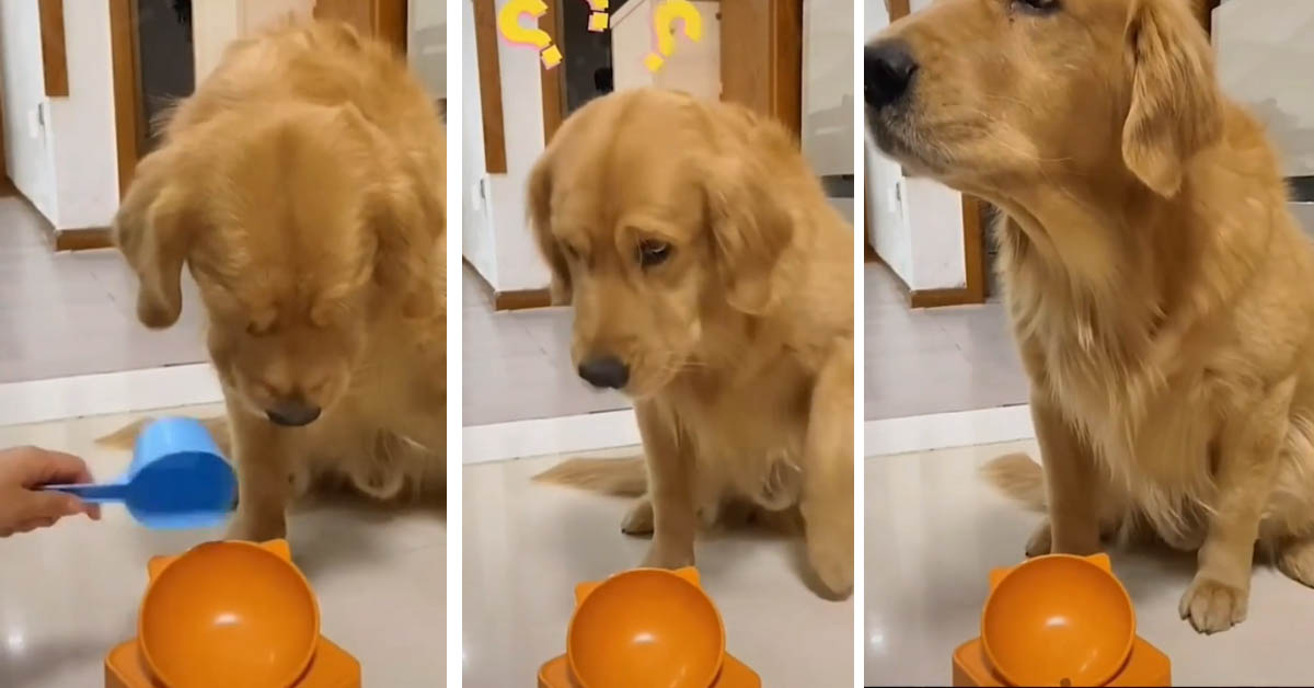 Il Golden Retriever non è molto felice della dieta imposta dalla sua proprietaria (video)