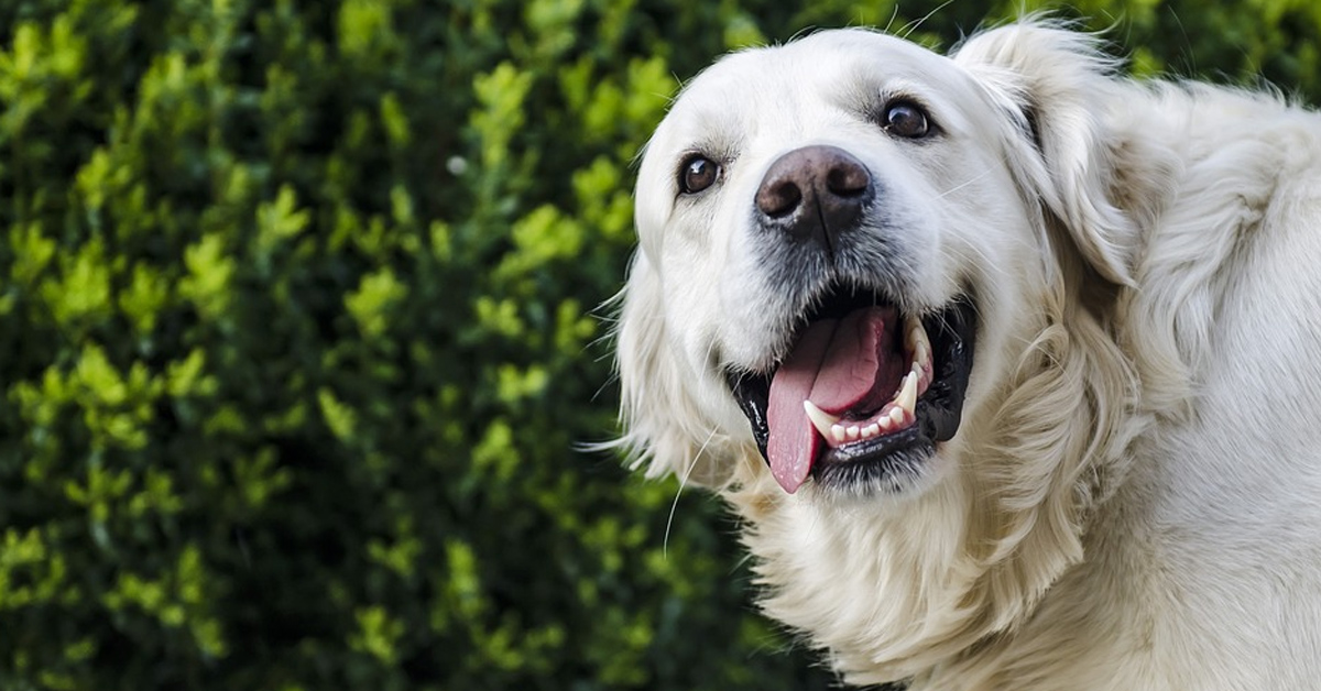 Il Golden Retriever sa di essere colpevole e prova a sorridere per togliersi dai guai (video)