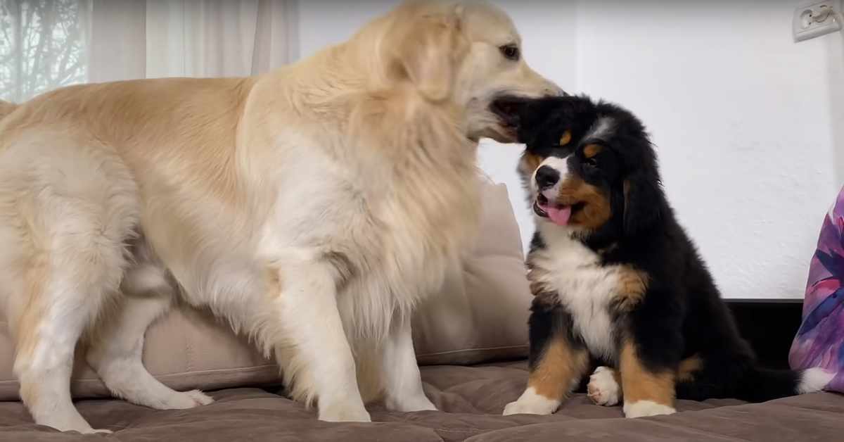Il Golden Retriever si sente ignorato dal cucciolo di Bovaro del Bernese che non vuole giocare con lui (video)