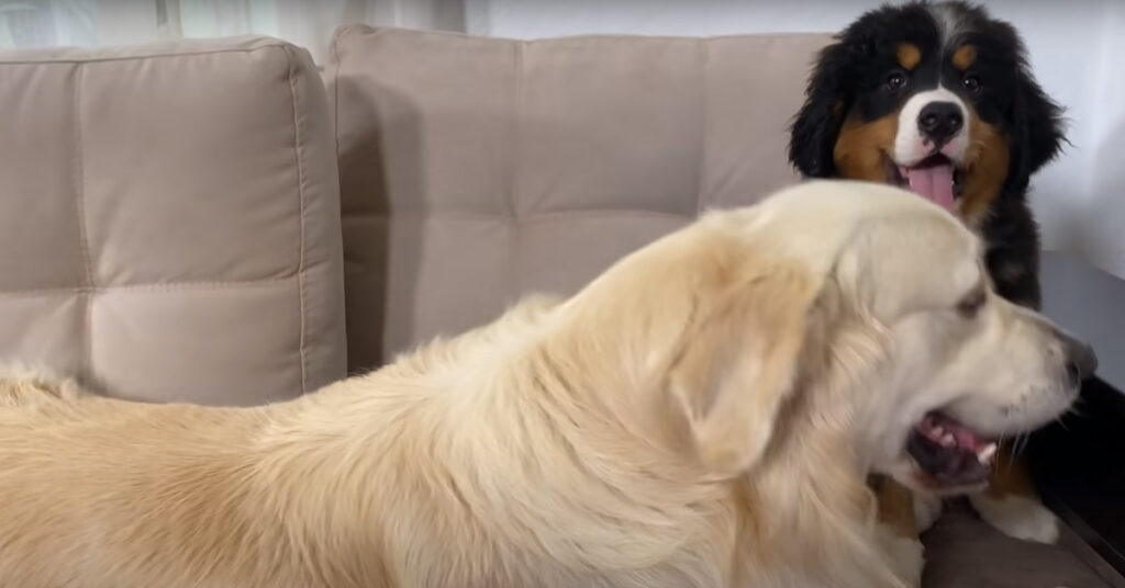 Golden Retriever con un cucciolo di Bovaro del Bernese