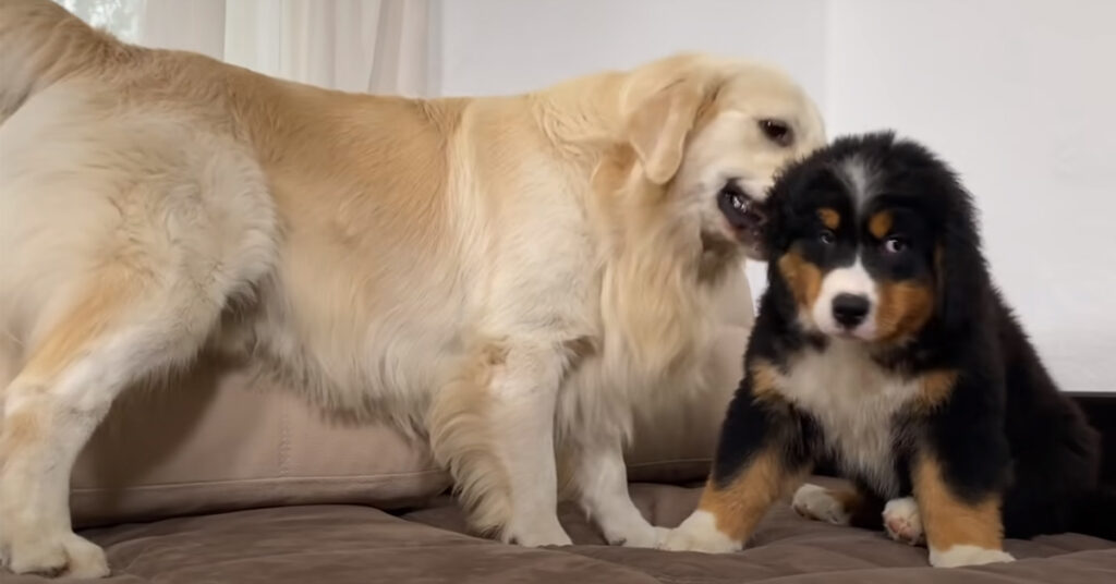 Golden Retriever con un cucciolo di Bovaro del Bernese