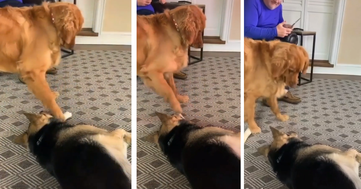 Il Golden Retriever si trasforma in un abile “ladro” e ruba l’osso al Pastore Tedesco che dorme (video)