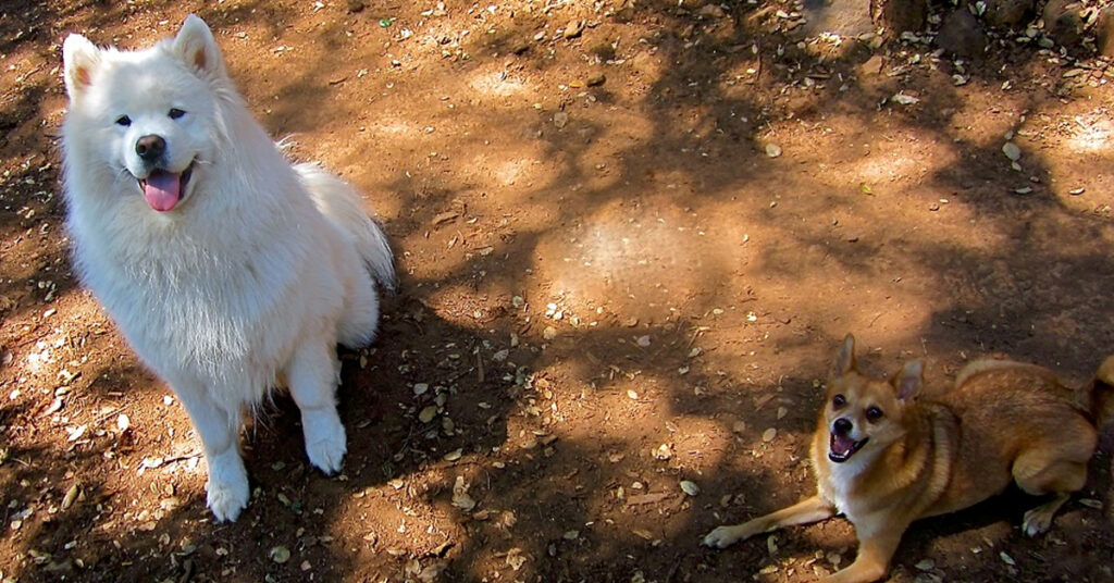 Cani che guardano in alto