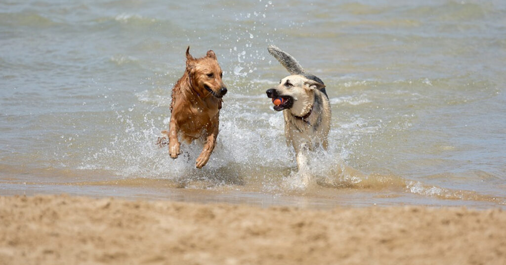 Cani che giocano in mare