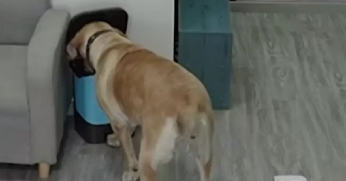Labrador ruba gelato video
