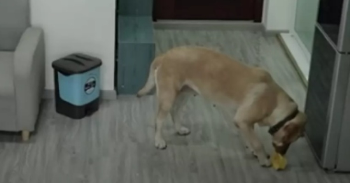 Il Labrador commette il furto perfetto: ruba il gelato e getta la confezione (VIDEO)