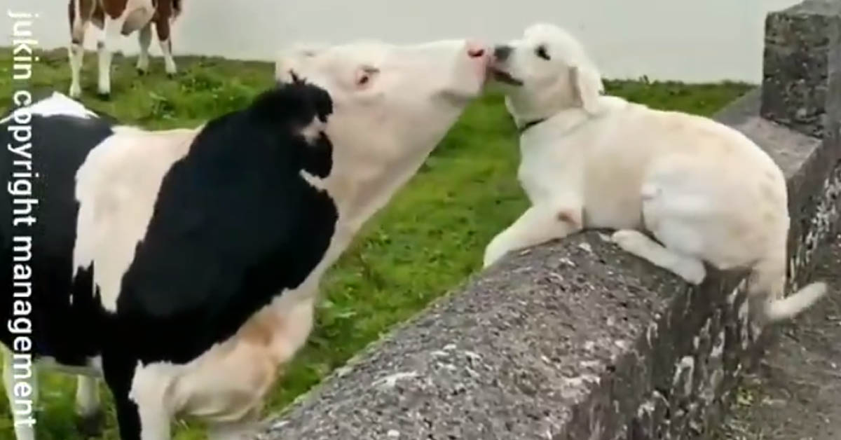 Il Labrador si scambia delle tenere coccole con una mucca (video)