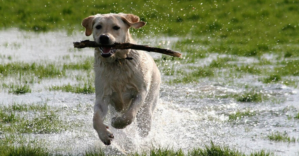 Labrador che corre