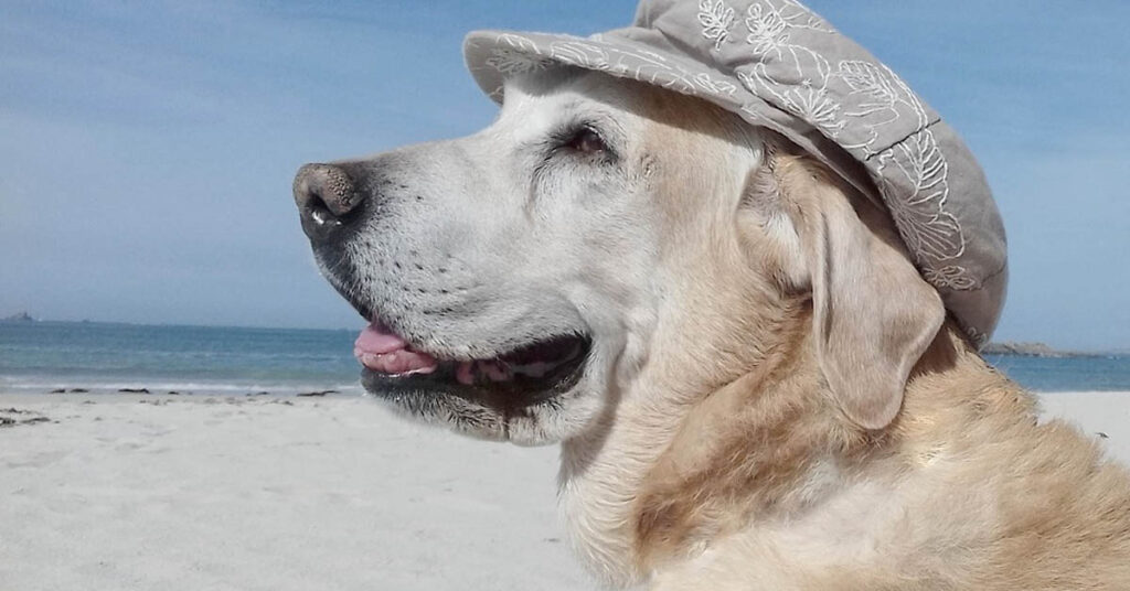 Labrador in spiaggia