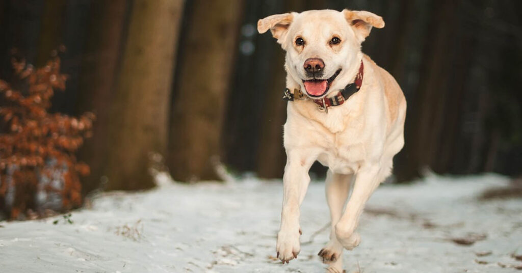 Labrador che corre