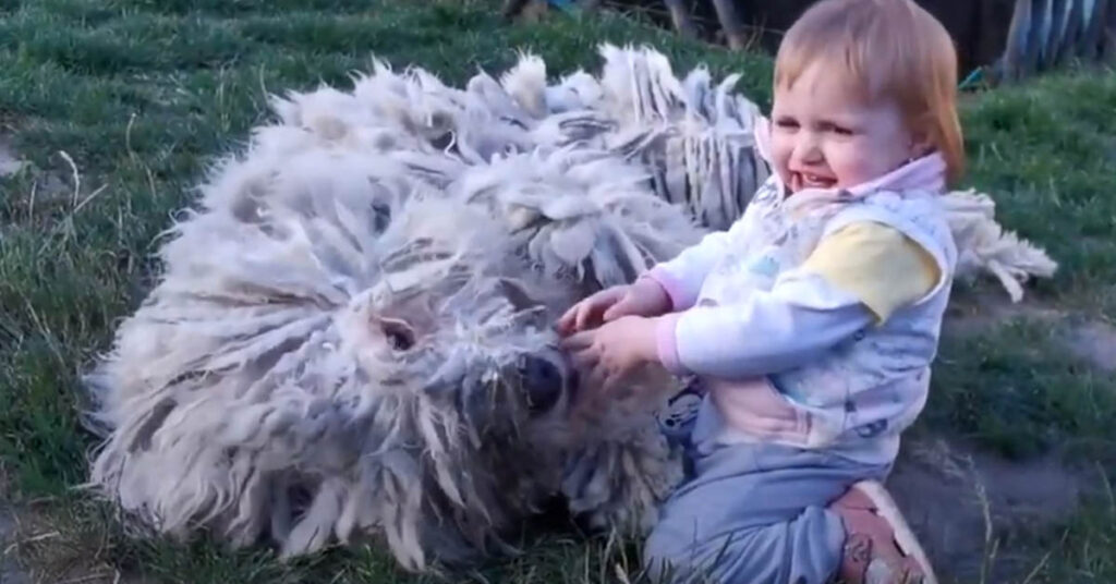 Komondor gioca con una bambina