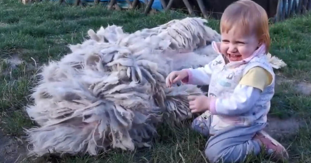 Komondor gioca con una bambina