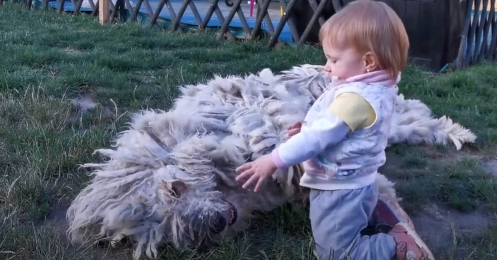 Komondor gioca con una bambina