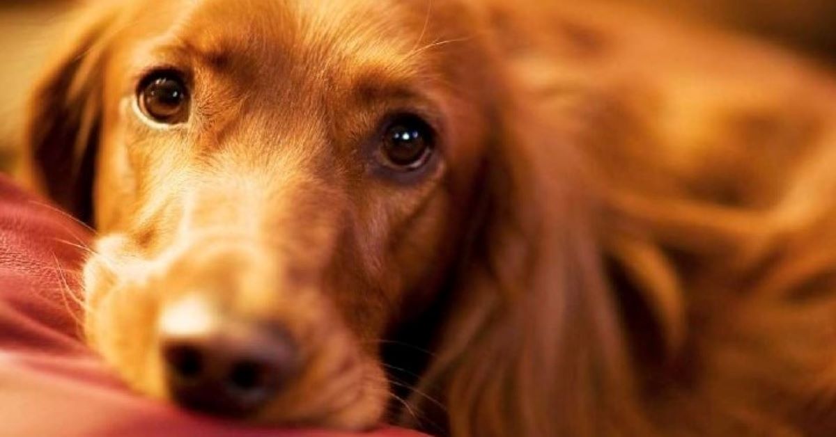 cane guarda con la coda dell'occhio