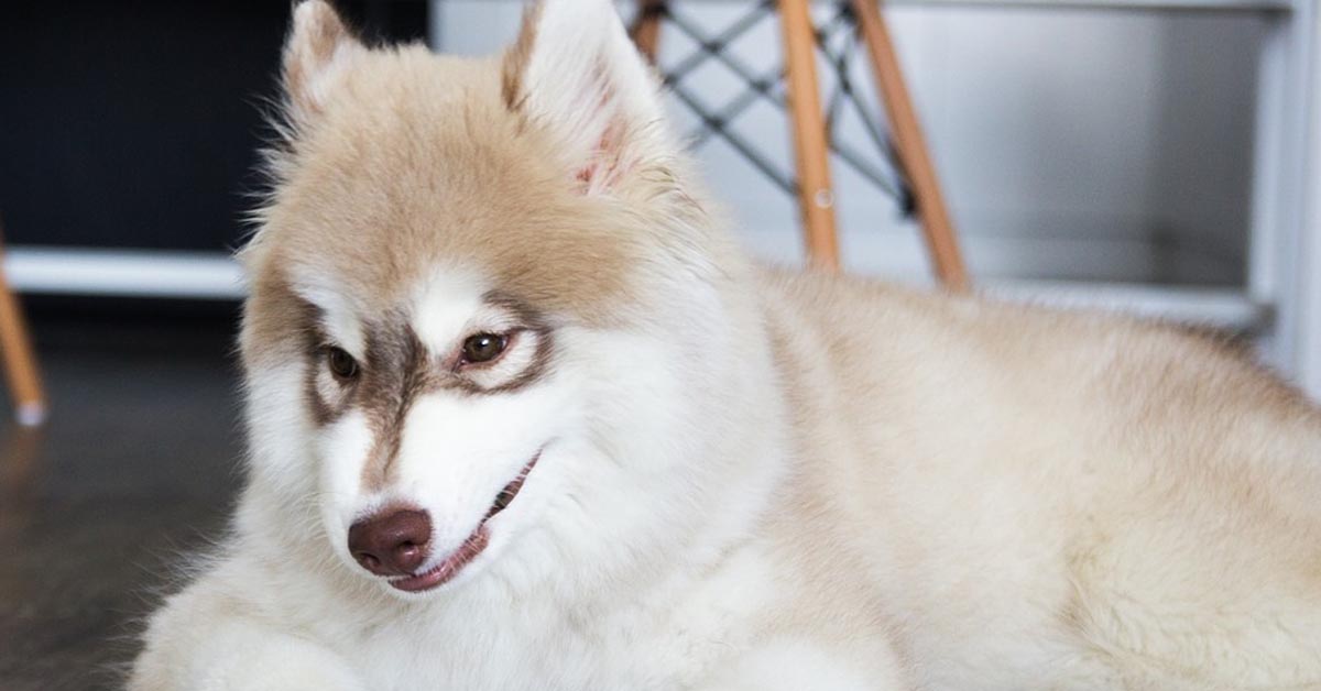 Il cucciolo di Alaskan Malamute e il gattino sono migliori amici (video)