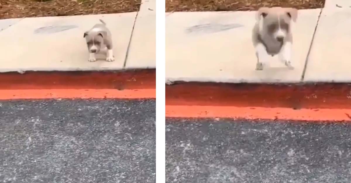 Il cucciolo di Amstaff deve scendere un gradino la tenera impresa fa il giro del web (video)