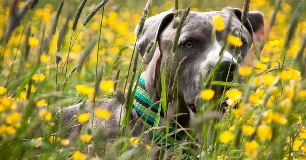 Cane tra l'erba