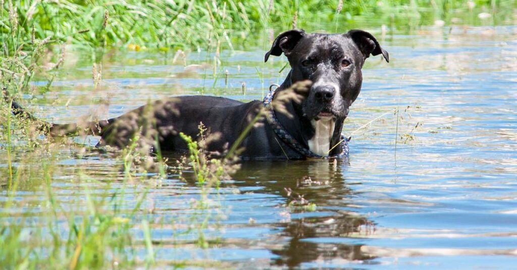 Cane dentro l'acqua