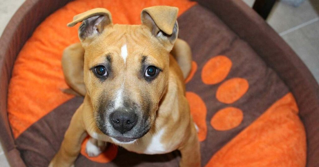 Cucciolo di Amstaff nella sua cuccia