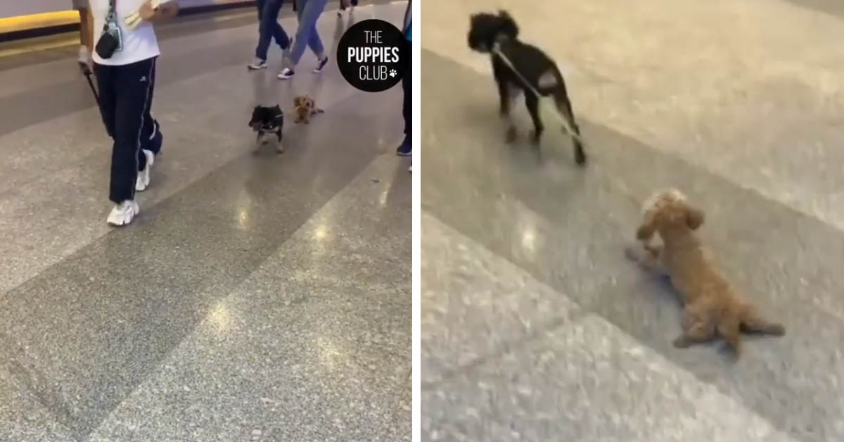 Il cucciolo di Barboncino non vuole camminare e la sua trovata diventa virale (video)