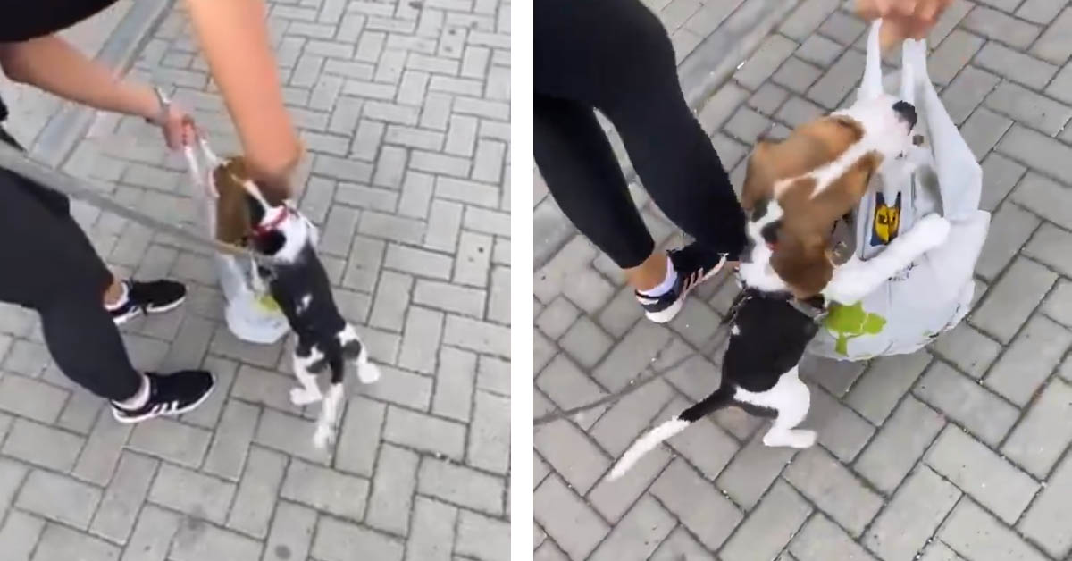 Il cucciolo di Beagle vuole accertarsi che la spesa fatta dai suoi umani sia corretta (video)