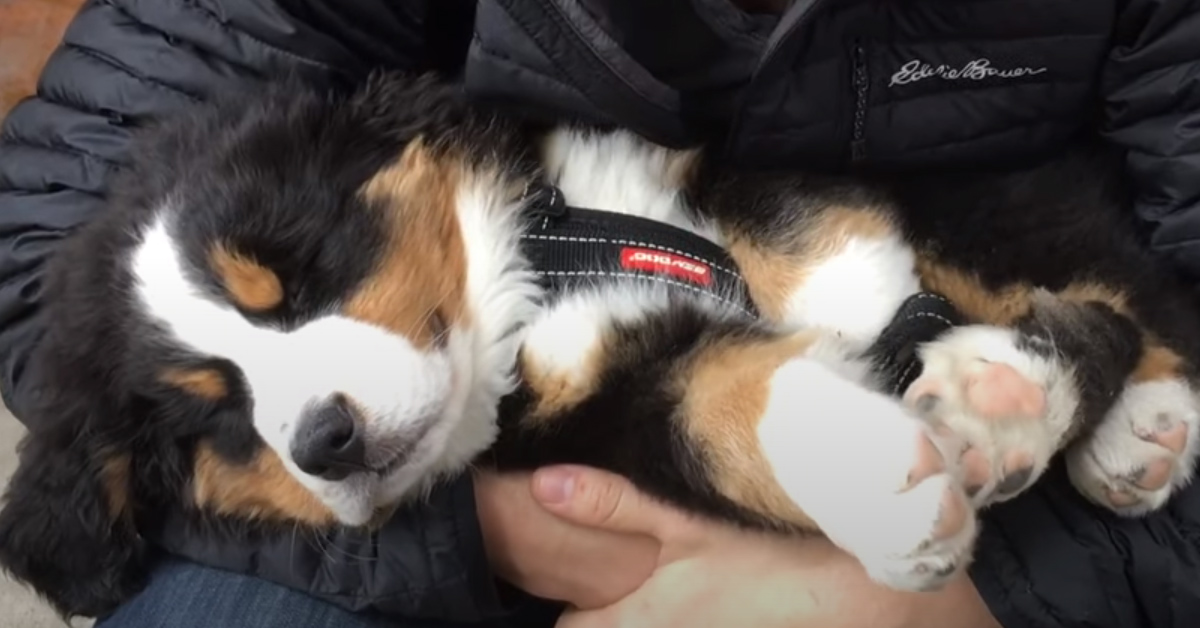 Il cucciolo di Bovaro del Bernese è così stanco che niente e nessuno riesce a svegliarlo (video)