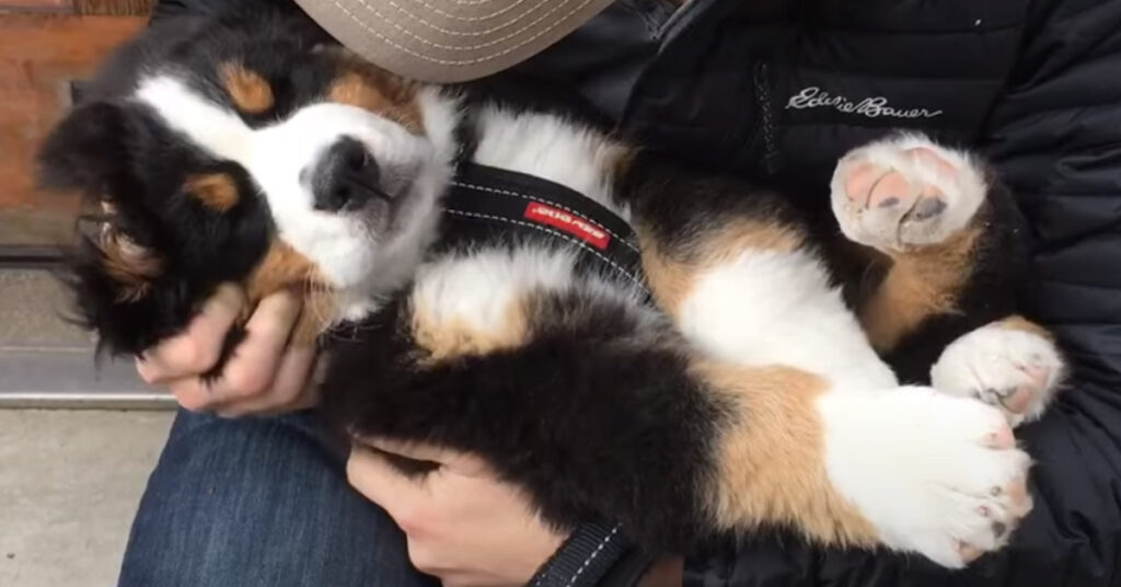 Cucciolo di Bovaro del Bernese che dorme