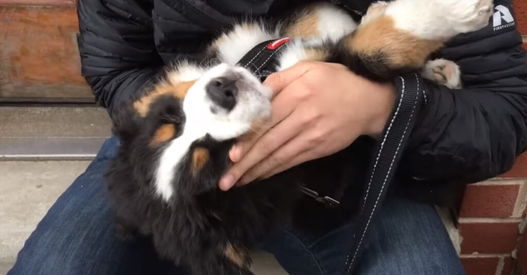 Cucciolo di Bovaro del Bernese che dorme