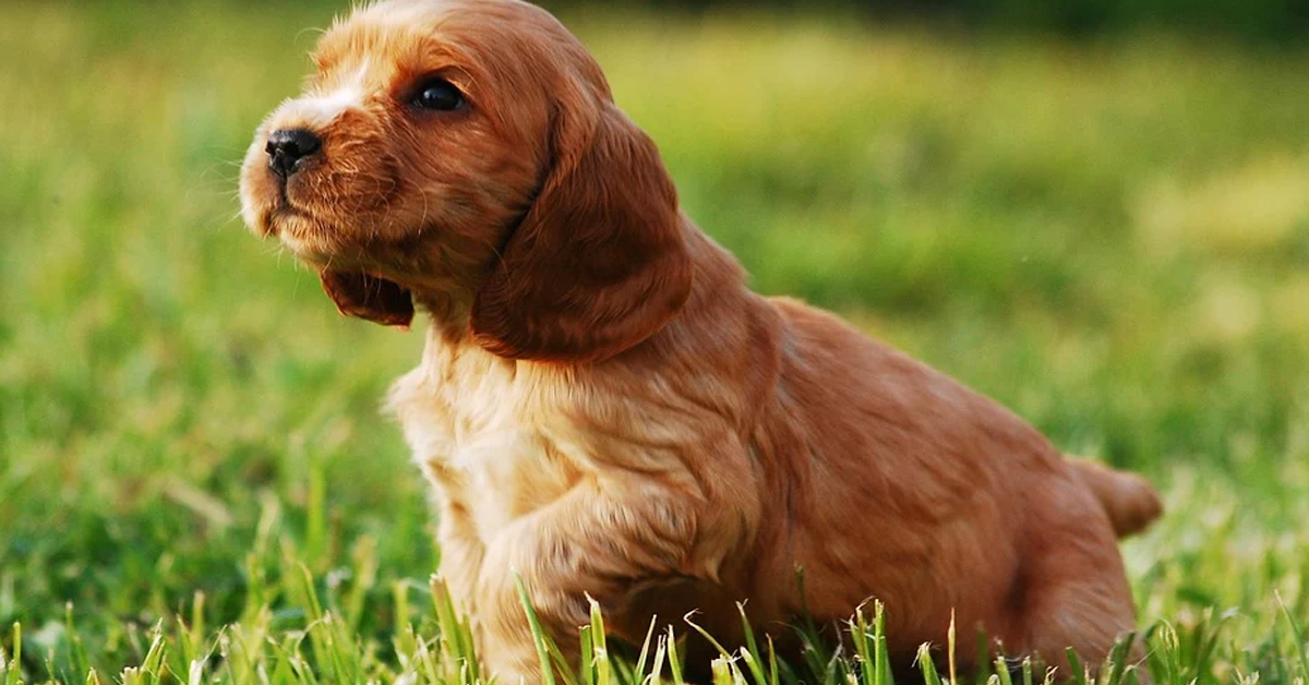 Il cucciolo di Cocker Spaniel vuole giocare ma ha troppa paura di scendere dal divano (video)