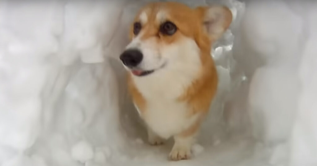 Corgi nella neve