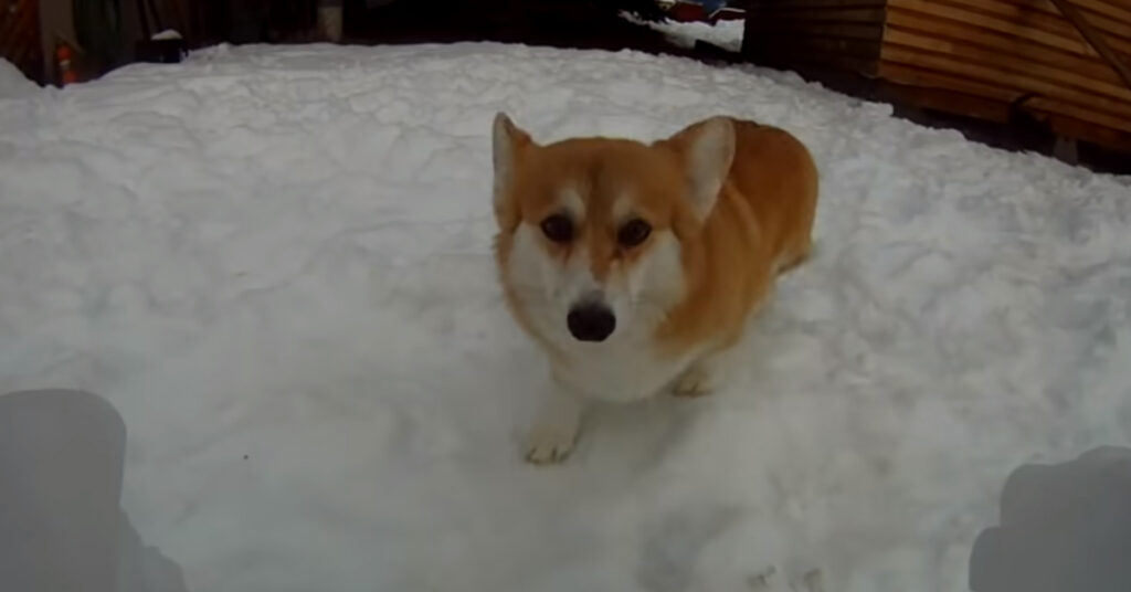 Corgi nella neve