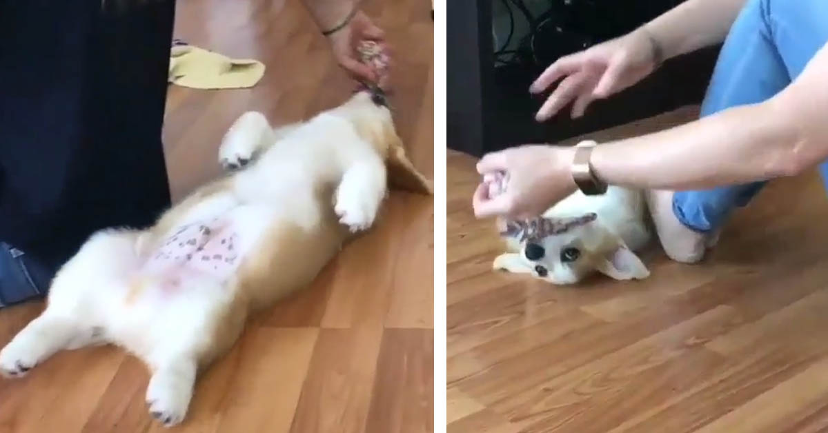 Il cucciolo di Corgi è troppo stanco per camminare o giocare (video)