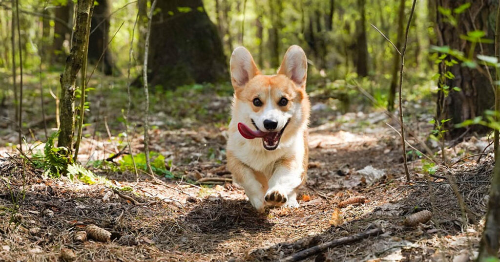 Corgi che corre